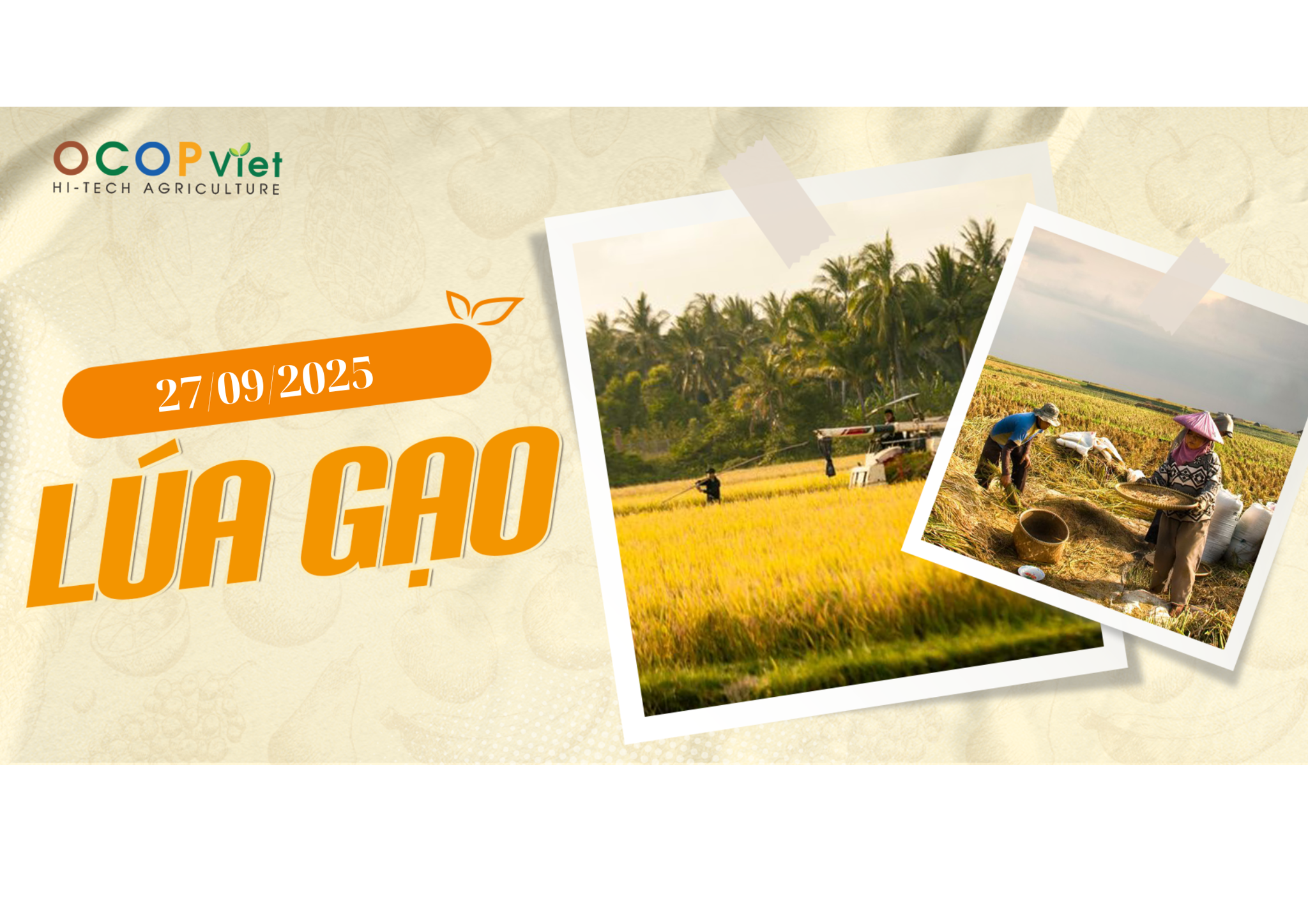 Giá Nông Sản Hôm Nay 27/9/2025 - Cập Nhật Mới Nhất