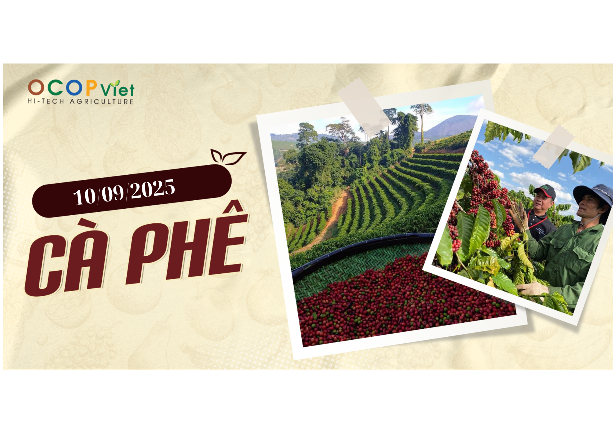 Giá Nông Sản Hôm Nay 10/9/2025 - Cập Nhật Mới Nhất