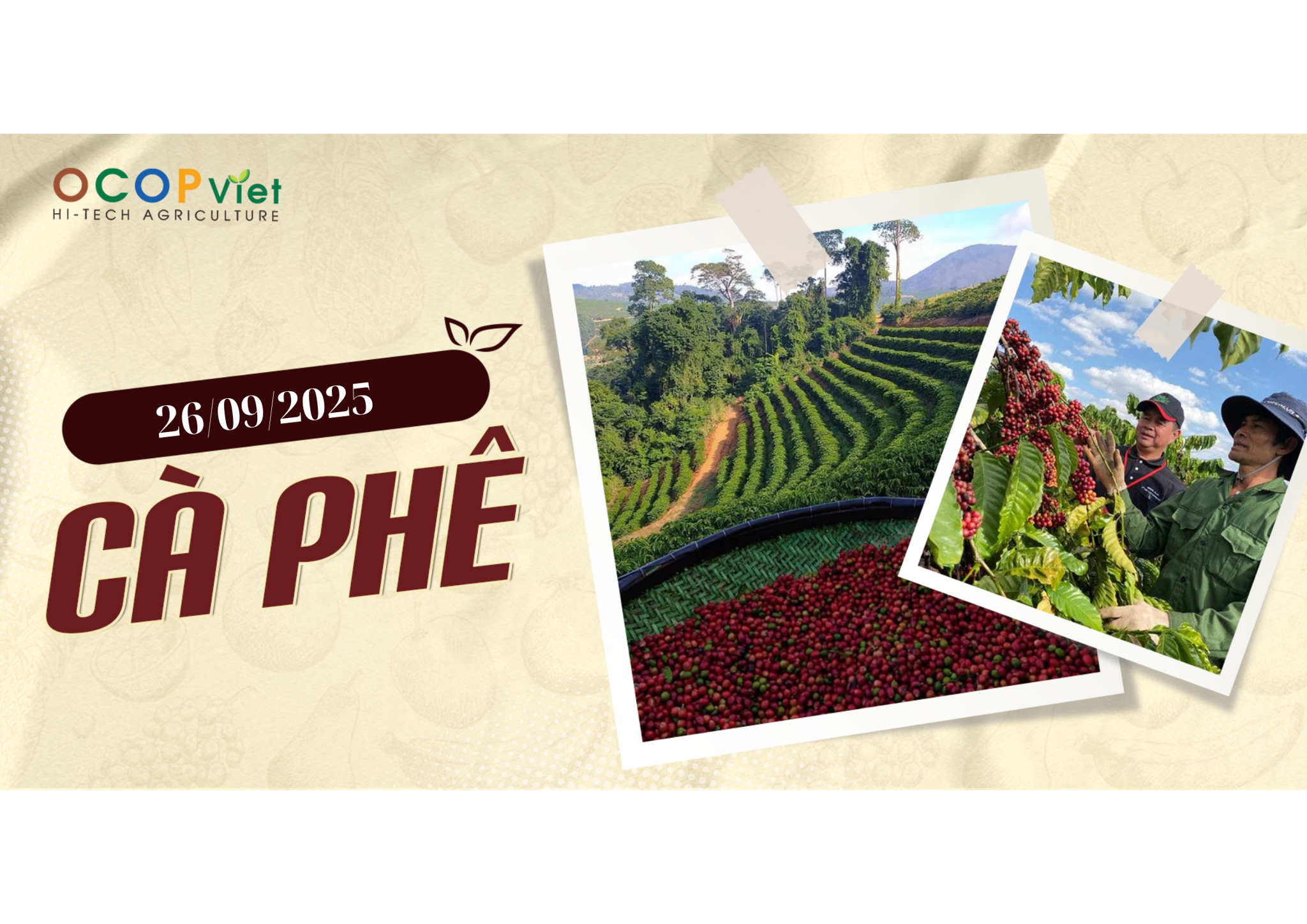 Giá Nông Sản Hôm Nay 26/9/2025 - Cập Nhật Mới Nhất