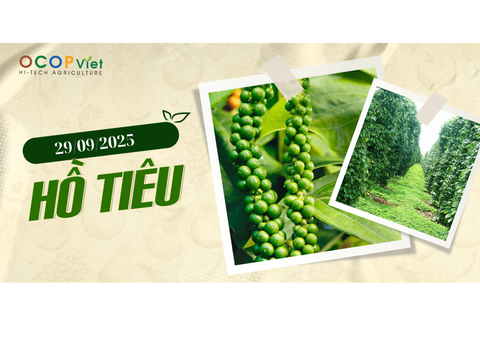 Giá Nông Sản Hôm Nay 29/9/2025 - Cập Nhật Mới Nhất