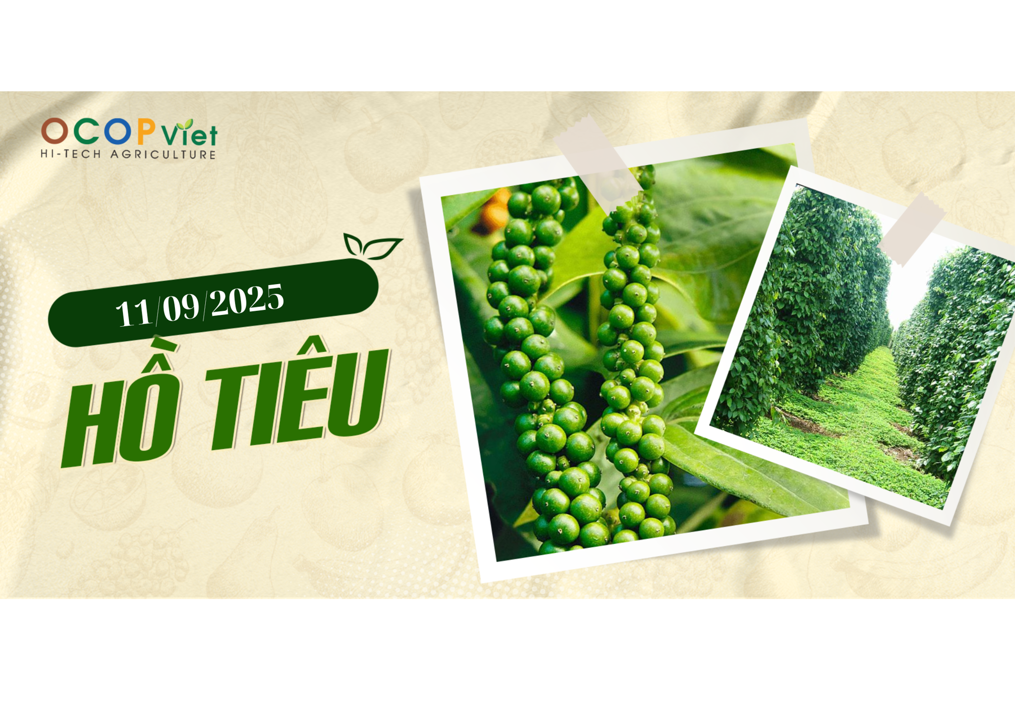 Giá Nông Sản Hôm Nay 11/9/2025 - Cập Nhật Mới Nhất