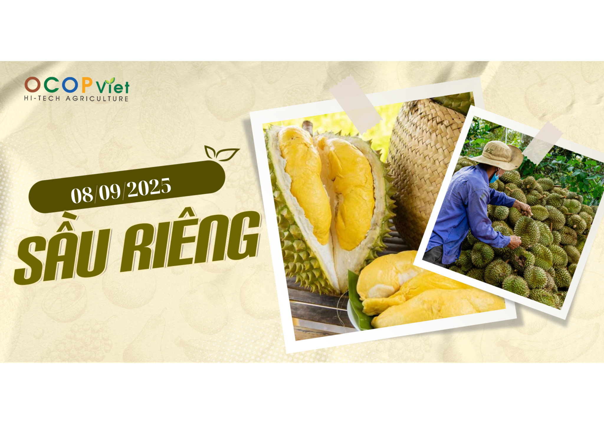 Giá Nông Sản Hôm Nay 8/9/2025 - Cập Nhật Mới Nhất