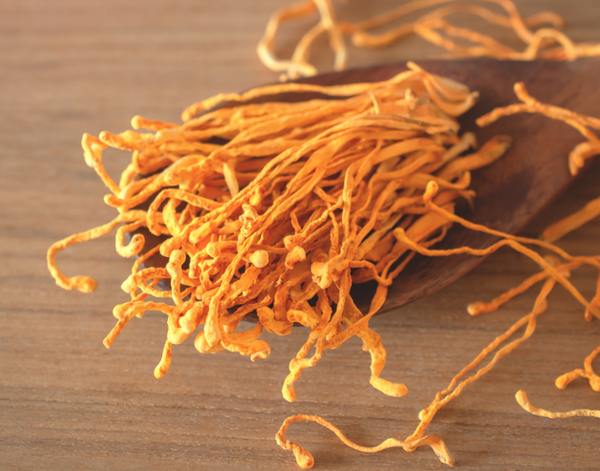 Ăn Đông Trùng Hạ Thảo Thời Điểm Nào Tốt Nhất?