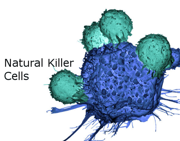 Các Yếu Tố Ảnh Hưởng Làm Suy Yếu Tế Bào Miễn Dịch NK | Theo PGS.TS.BS Lê Xuân Hải