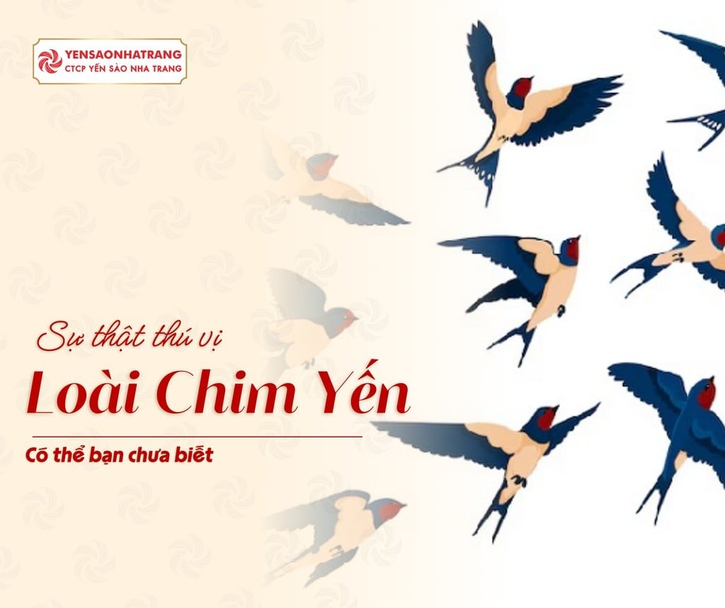 Những Sự Thật Thú Vị Về Loài Chim Yến