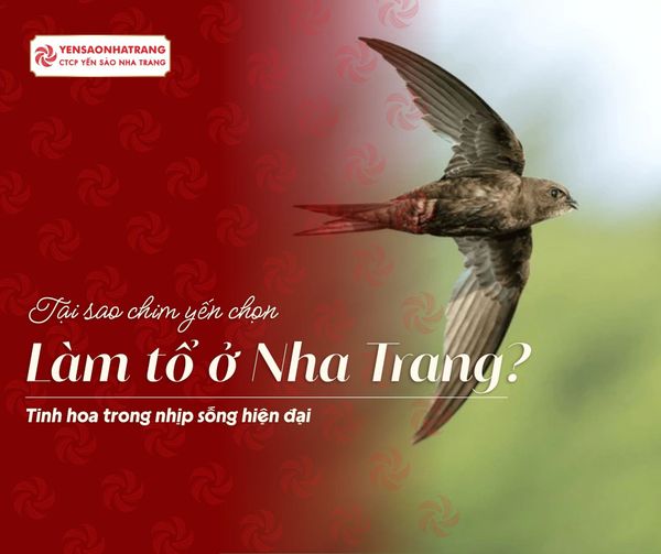 Tại sao chim yến làm tổ ở Nha Trang? Tinh hoa trong nhịp sống hiện đại