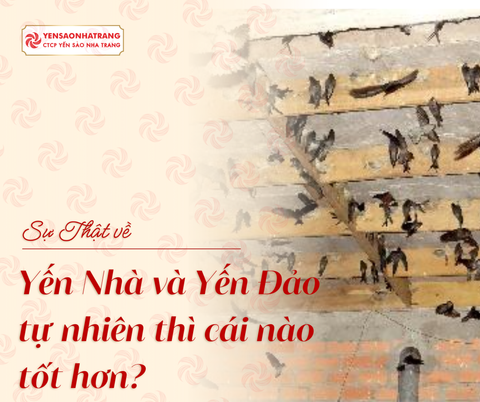 Sự thật về: Yến Nhà và Yến Đảo tự nhiên thì cái nào tốt hơn?