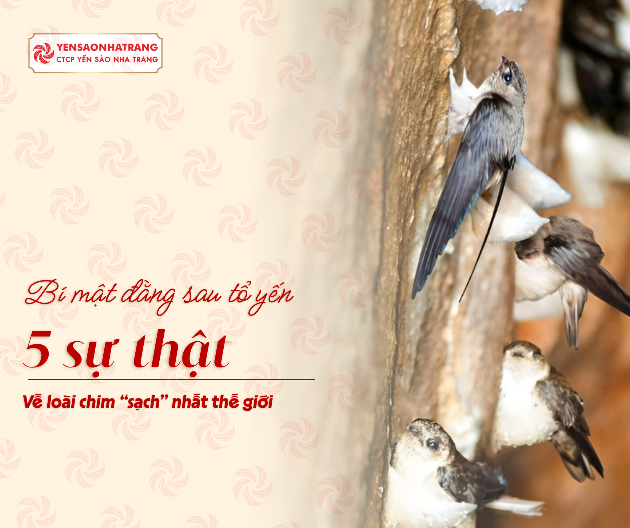 Bí Mật Đằng Sau Tổ Yến: 5 Sự Thật Về Loài Chim 