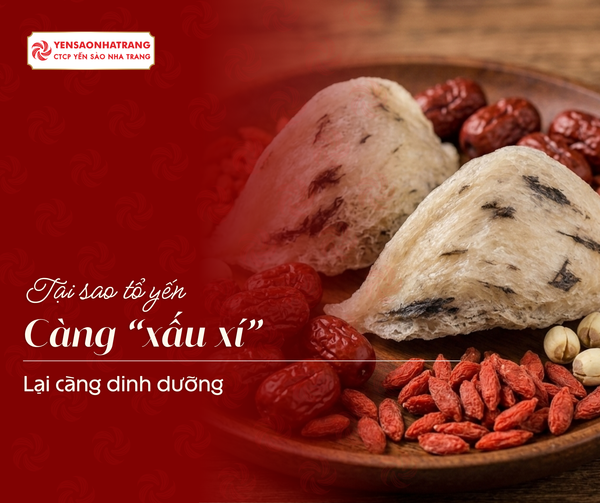 Tại sao tổ yến càng 
