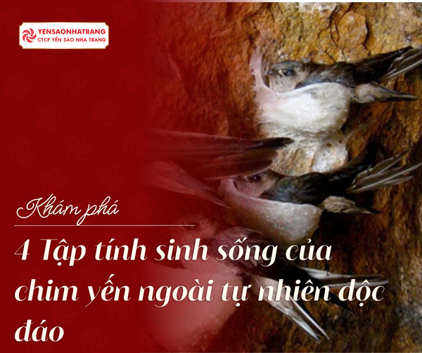 Khám phá: 4 Tập tính sinh sống của chim yến ngoài tự nhiên độc đáo