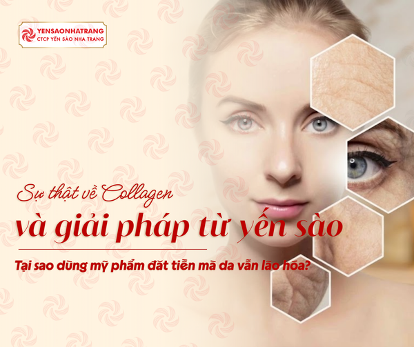 Tại sao dùng mỹ phẩm đắt tiền mà da vẫn lão hóa? Sự thật về collagen và giải pháp từ yến sào