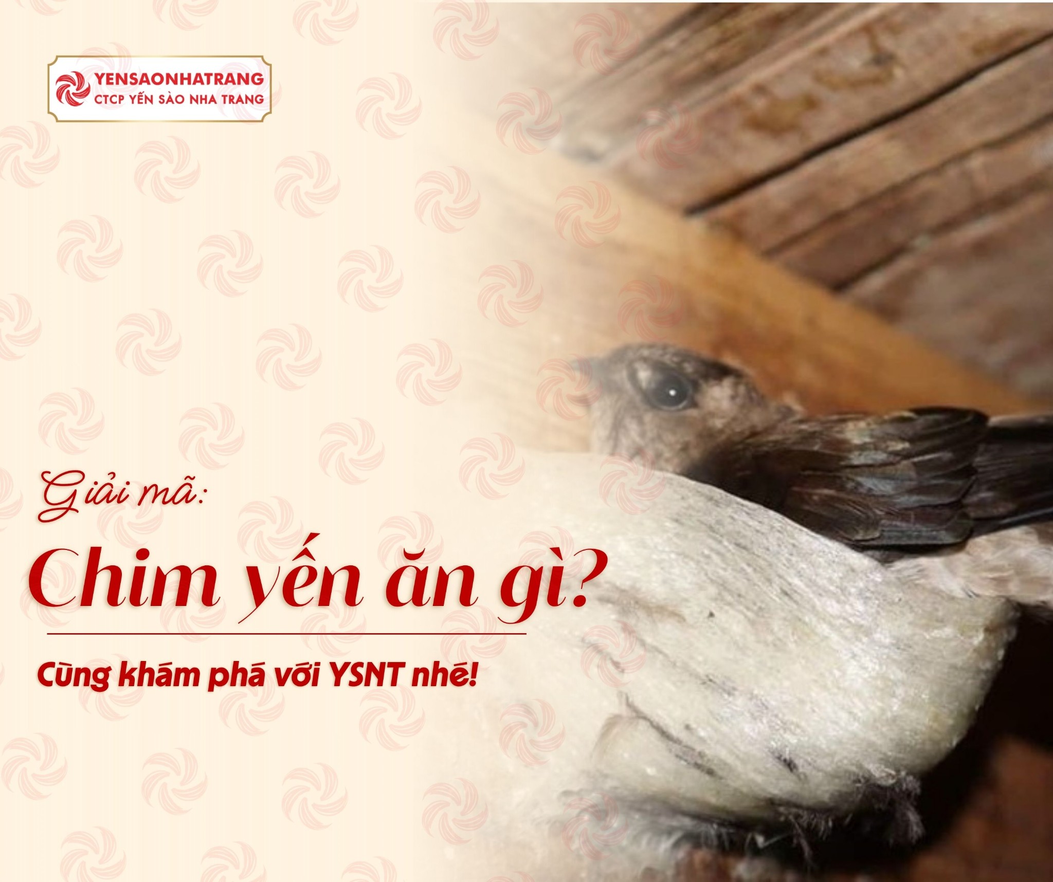 Chim yến ăn gì? Giải mã nguồn dinh dưỡng tạo nên tổ yến thượng hạng