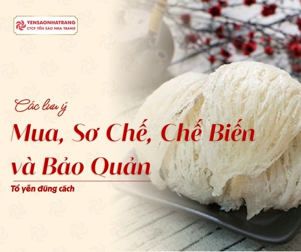 Những Lưu Ý Khi Chọn Mua, Sơ Chế, Chế Biến và Bảo Quản Tổ Yến