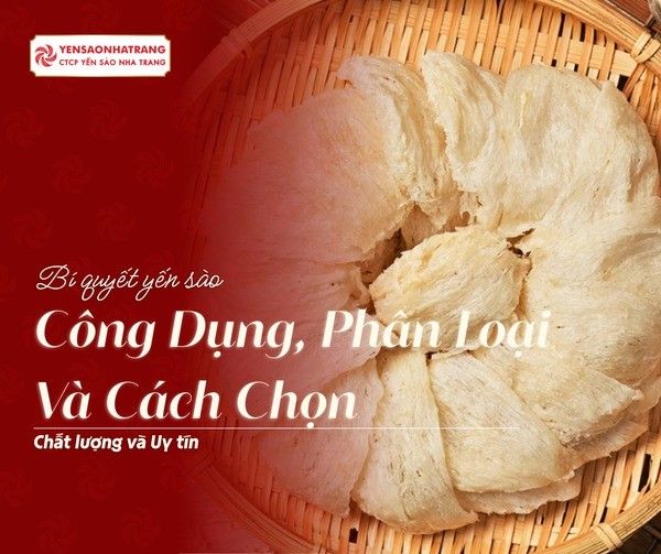 Công dụng, phân loại và cách lựa chọn yến sào chất lượng