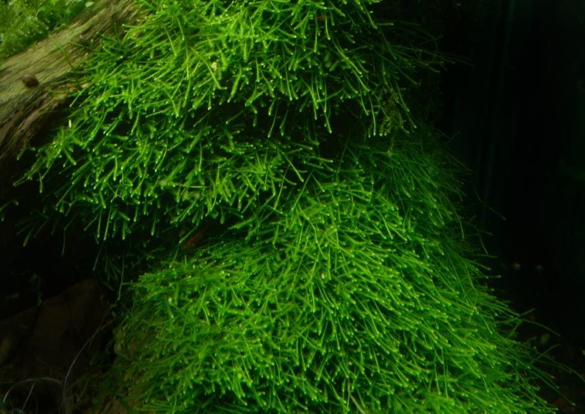 Java Moss | Loài Rêu Dễ Sống Nhất Dành Cho Người Mới