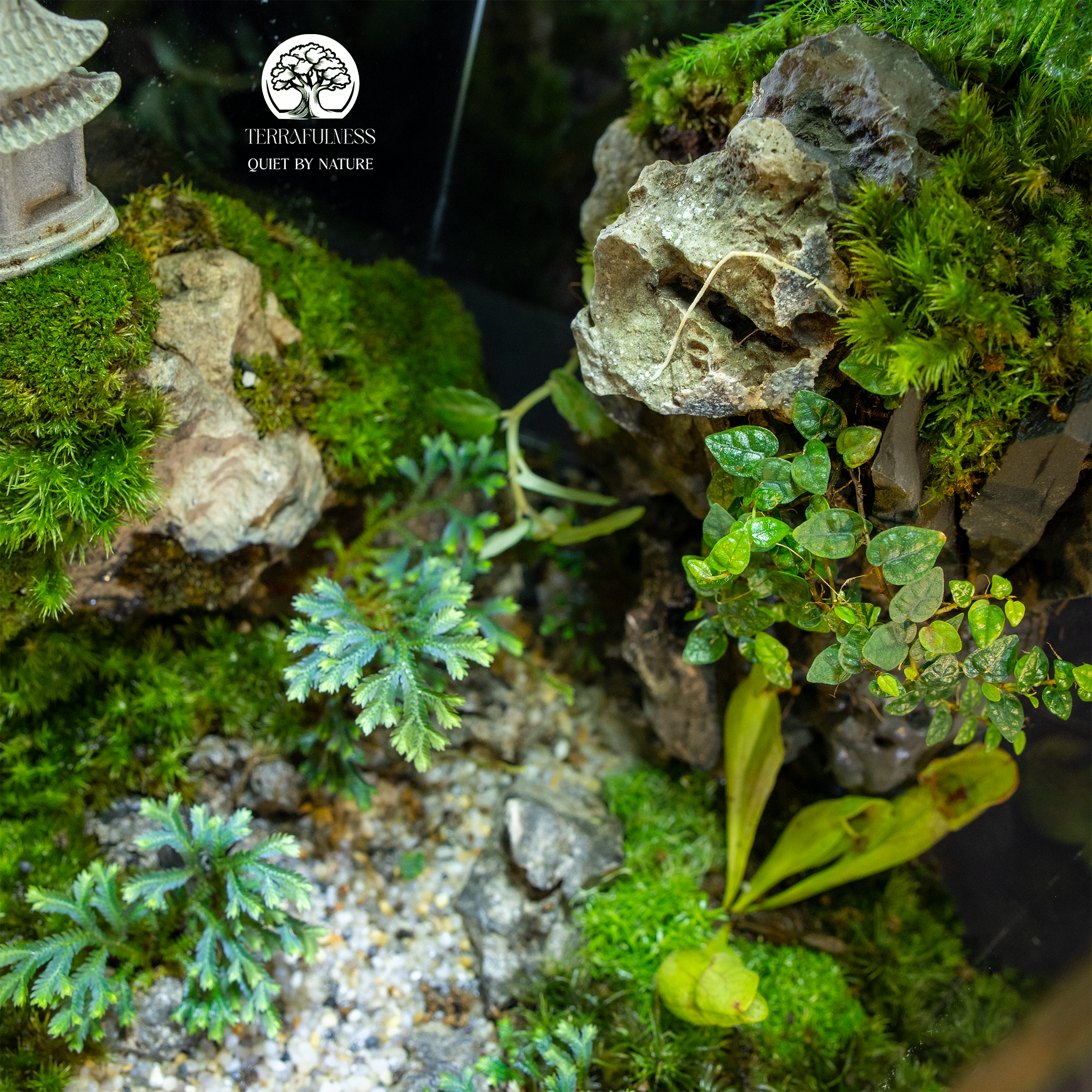 Tại Sao Cây Trong Terrarium Không Lớn? Hướng Dẫn Dinh Dưỡng Và Môi Trường