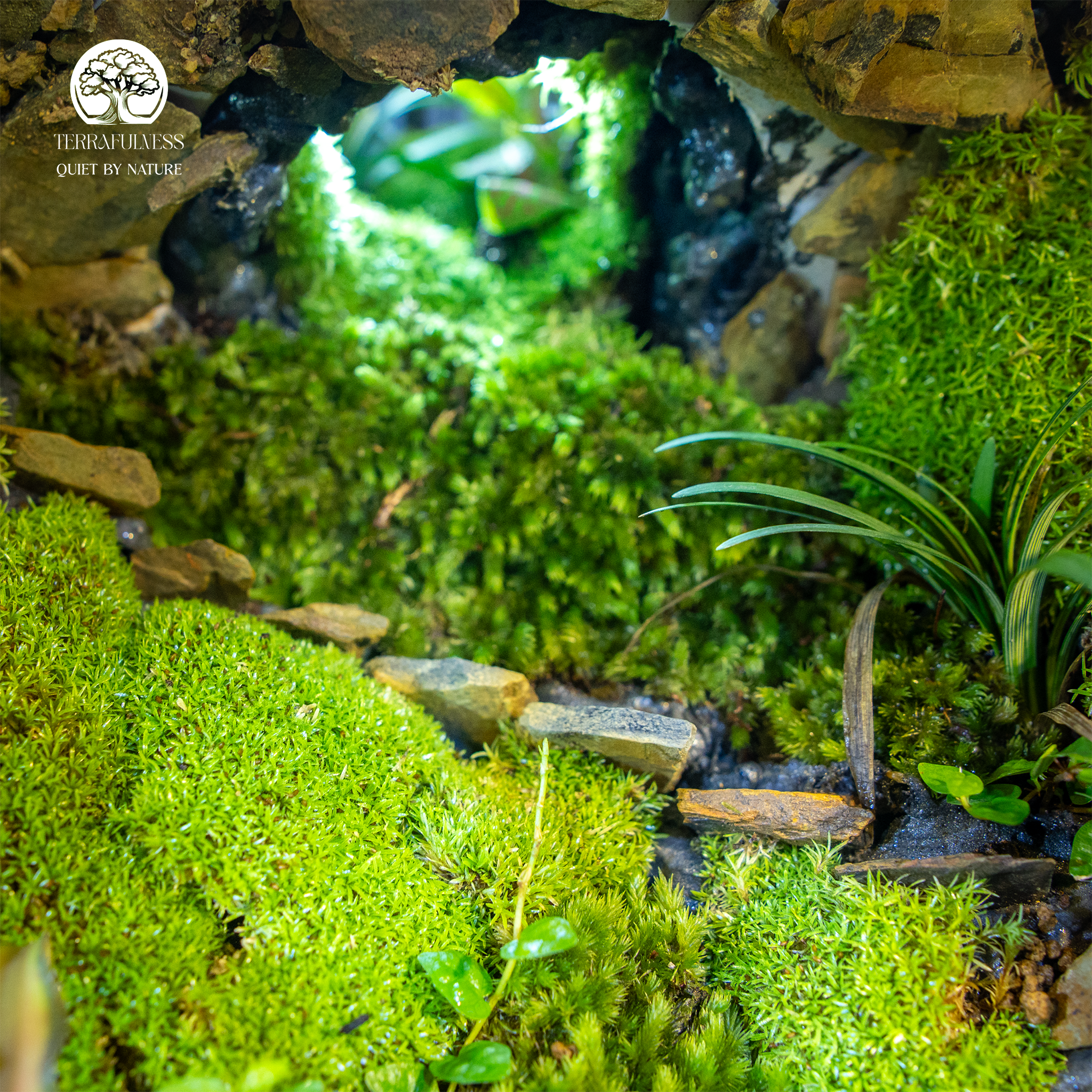 Rêu Nhung, Rêu Sao, Rêu Cỏ Mây | Bộ Ba Rêu Quốc Dân Trong Terrarium