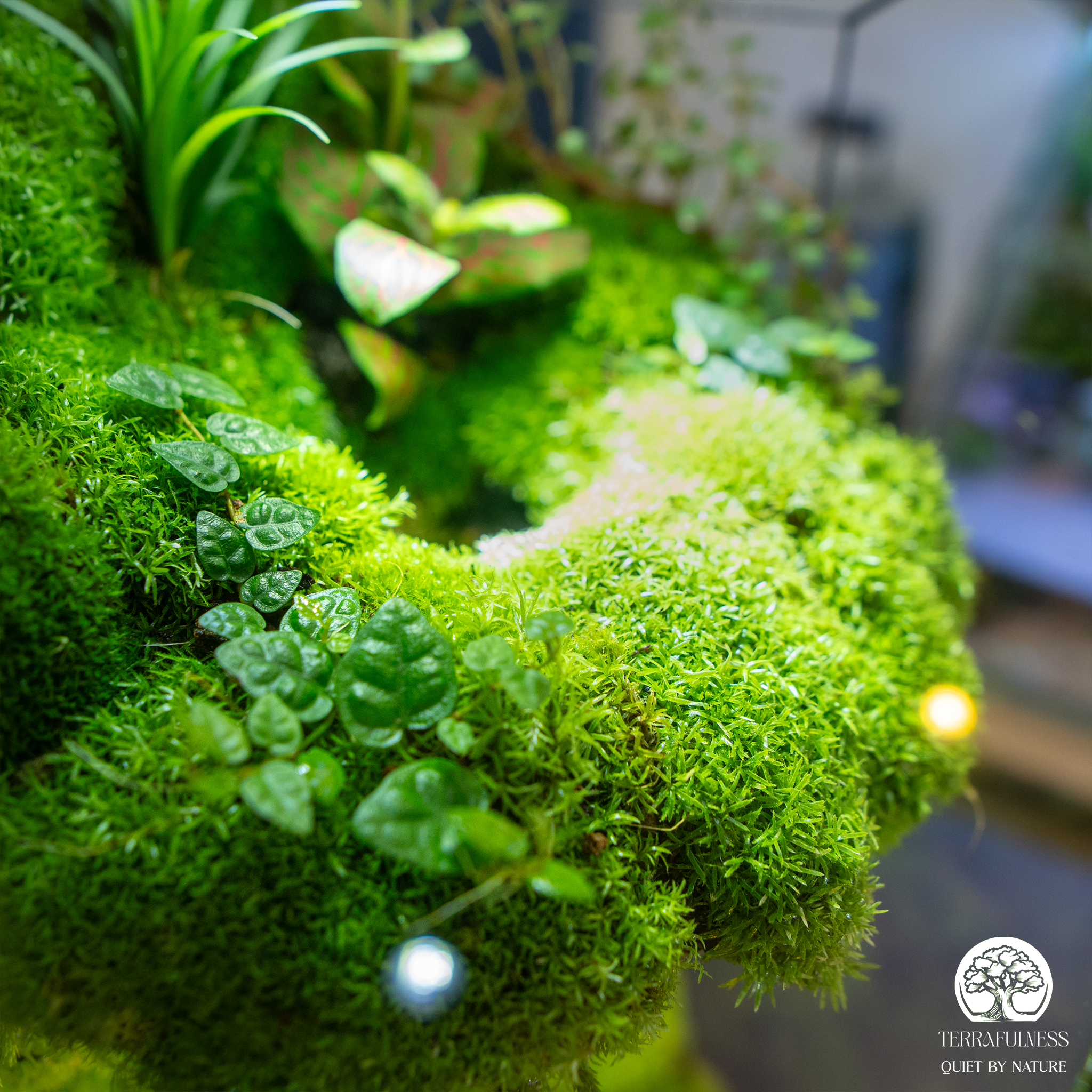 Top 3 Chủ Đề Terrarium Được Đặt Hàng Nhiều Nhất Tại Terrafulness | Vẻ Đẹp Từ Những Câu Chuyện