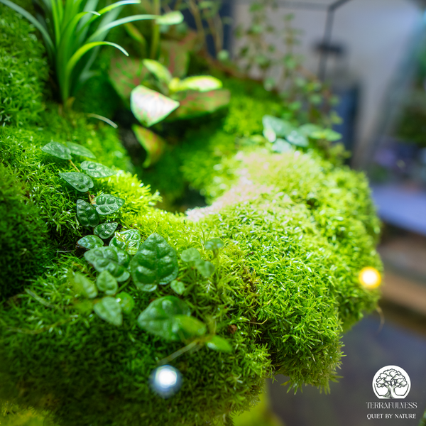 Top 3 Chủ Đề Terrarium Được Đặt Hàng Nhiều Nhất Tại Terrafulness | Vẻ Đẹp Từ Những Câu Chuyện