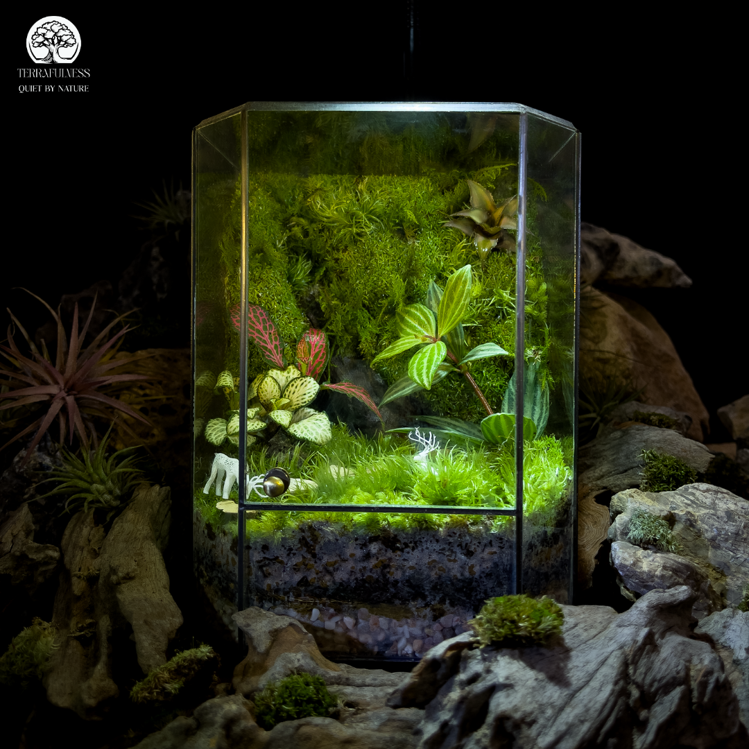 Làm Sao Để Terrarium Luôn Xanh Và Không Bị Mốc? Bí Quyết Chăm Sóc Terrarium Bền Lâu