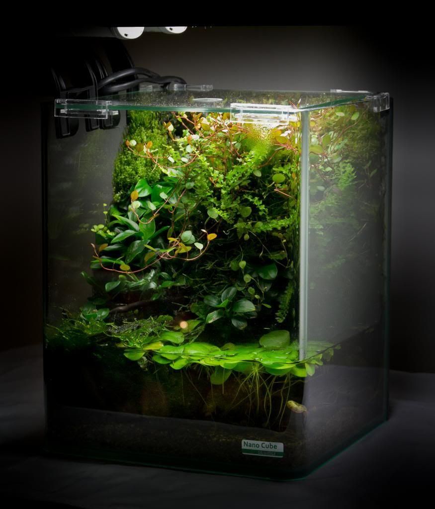 Có Nên Mở Nắp Terrarium Kín? Khi Nào Cần Thoáng Khí Cho Cây?