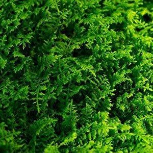 Chăm Rêu Trong Terrarium – Những Sai Lầm Thường Gặp Và Cách Tránh