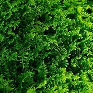 Chăm Rêu Trong Terrarium – Những Sai Lầm Thường Gặp Và Cách Tránh