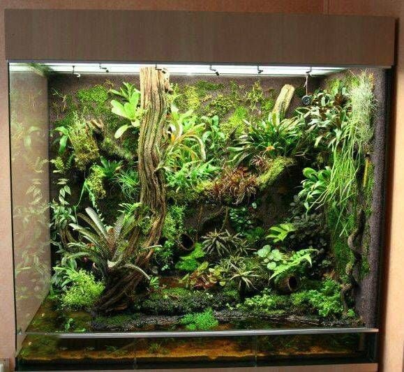 Terrarium Cần Bao Nhiêu Ánh Sáng Mỗi Ngày? Ánh Sáng Từ Đâu Thì Tốt Cho Terrarium Nhất