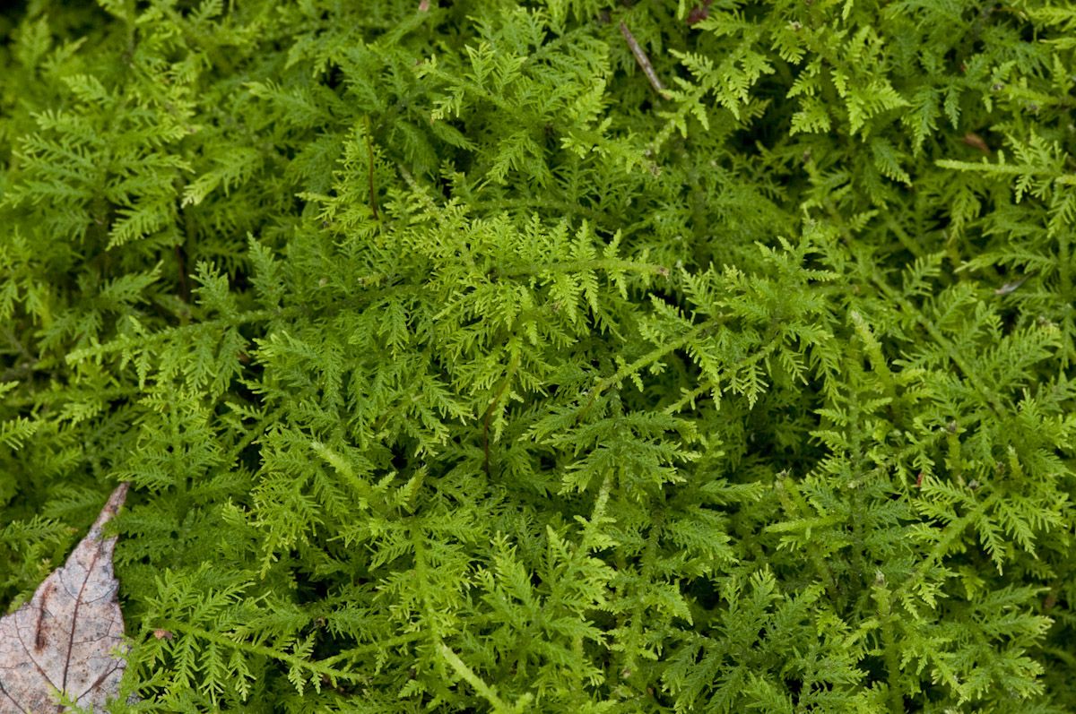 Những Loại Rêu Giữ Ẩm Tốt Nhất Cho Terrarium Kín