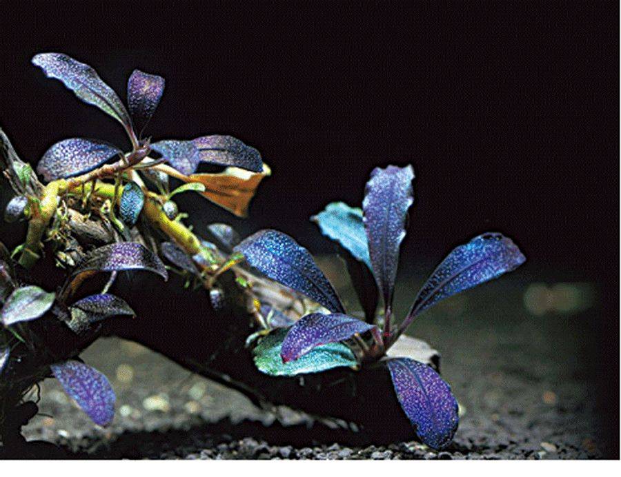 Cây Thủy Sinh Bucep | Đá Quý Đen Trong Giới Paludarium