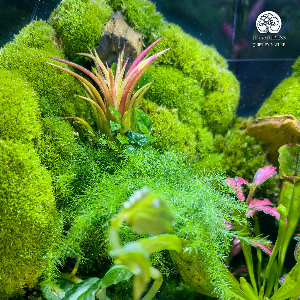 Cây Trong Terrarium Bị Héo, Úng | Hướng Dẫn Cách Xử Lý Và Chăm Sóc Từ A Đến Z