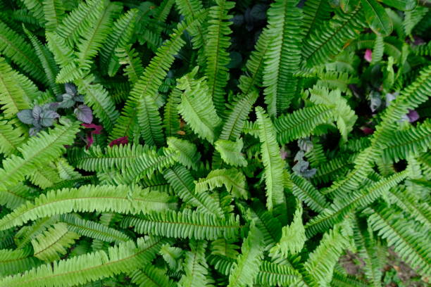 Dương Xỉ Mini | Loài Cây Trong Mọi Terrarium Rừng Và Cách Chăm Sóc Đúng Chuẩn