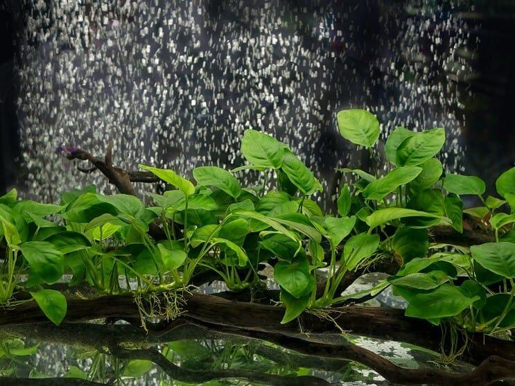 Anubias | Loài Thủy Sinh Bất Diệt Cho Terrarium Bán Cạn
