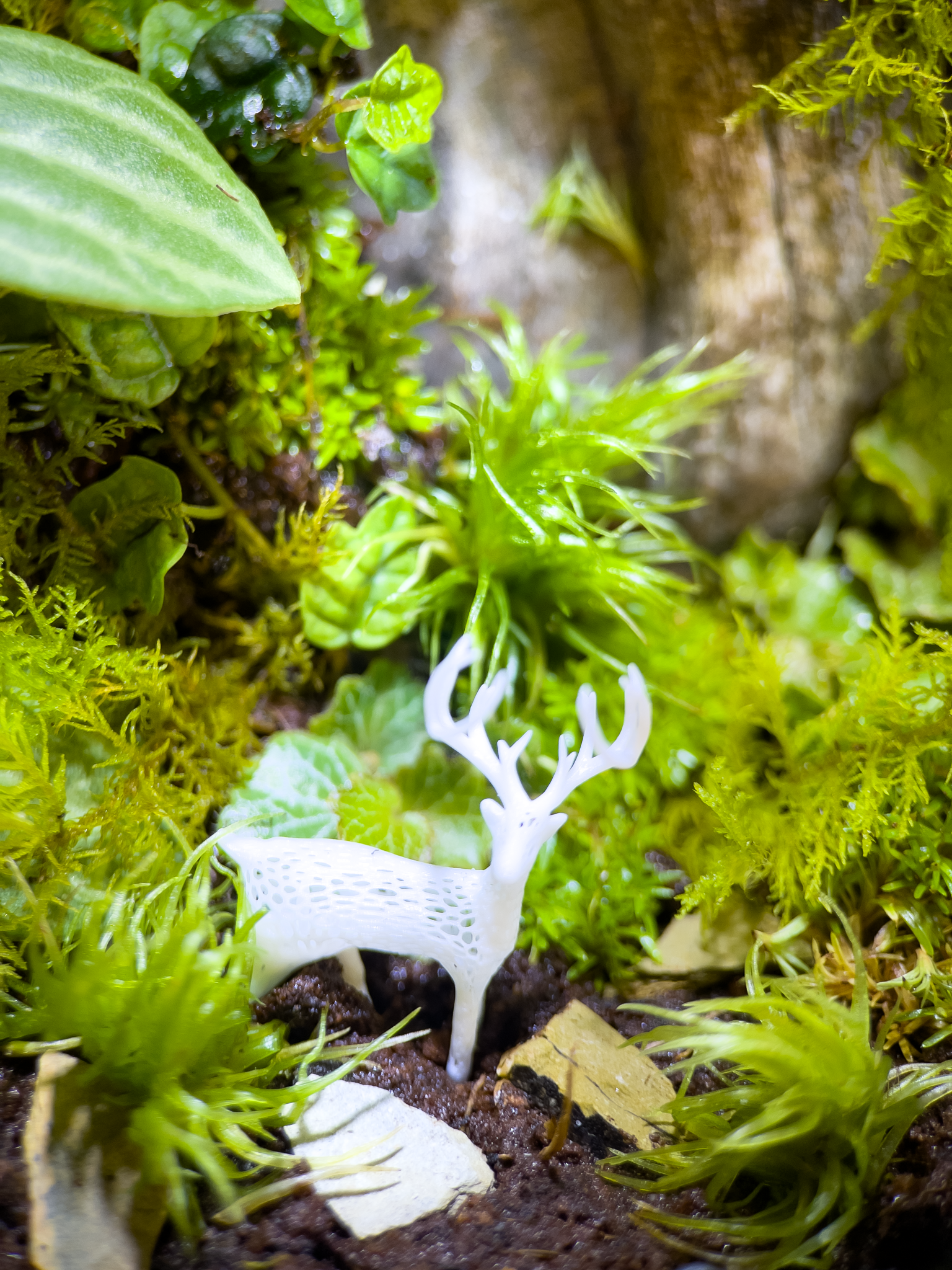 Tại Sao Cây Trong Terrarium Không Lớn? Hướng Dẫn Dinh Dưỡng Và Môi Trường