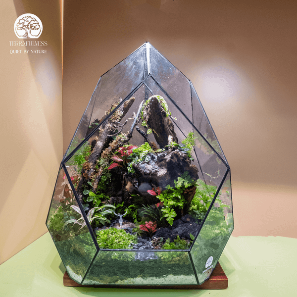 Nghệ Thuật Chơi Terrarium: Thú Vui Tĩnh Lặng Nâng Tầm Đẳng Cấp Sống