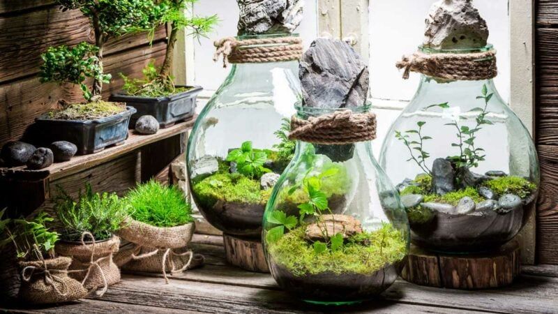 Terrarium Dạng Treo | Khi Thiên Nhiên Lơ Lửng Giữa Không Trung