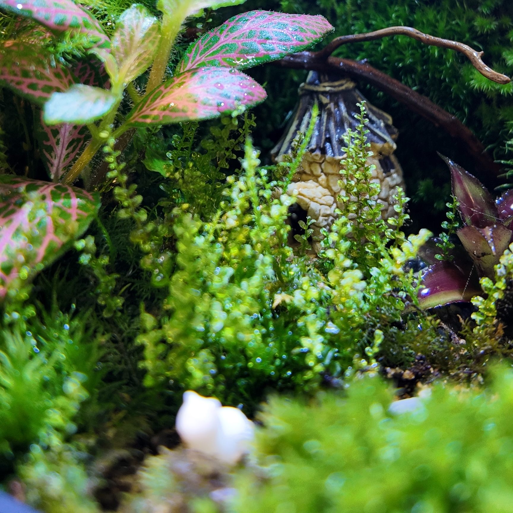 Nếu Bình Yên Có Hình Dạng – Có Lẽ Nó Nằm Trong Một Chiếc Terrarium