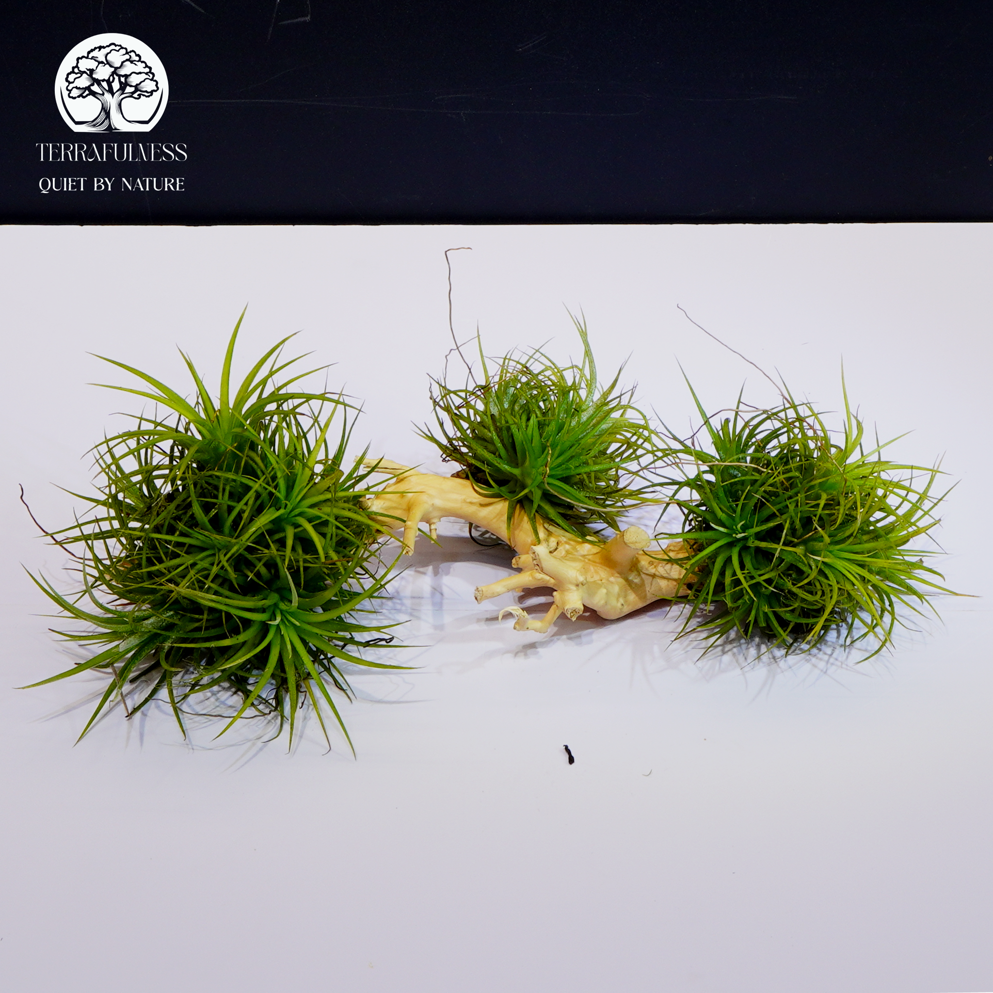 Top 3 Loại Cây Lý Tưởng Cho Terrarium Mini Dễ Trồng, Xanh Bề