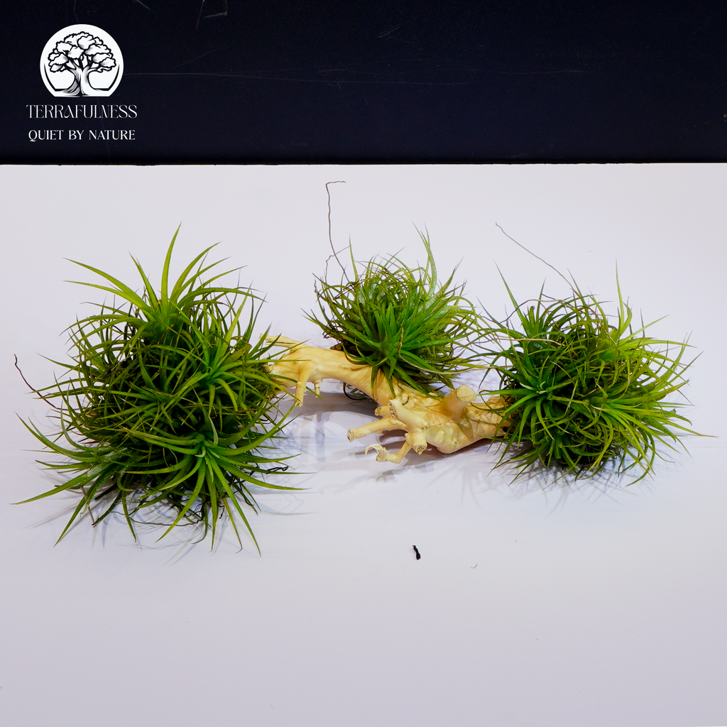 Top 3 Loại Cây Lý Tưởng Cho Terrarium Mini Dễ Trồng, Xanh Bề