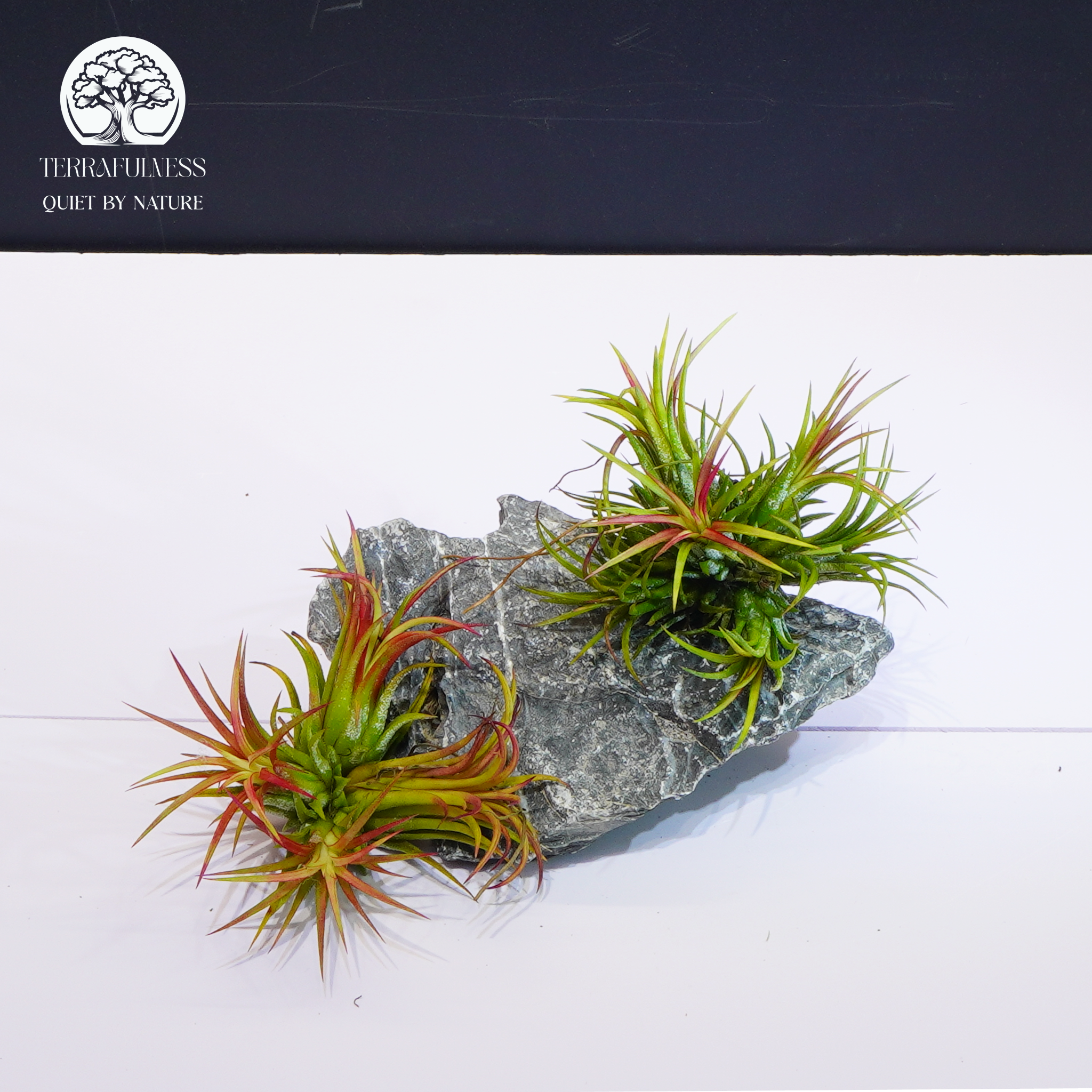 Tillandsia | Loài Cây Không Khí Lý Tưởng Cho Terrarium Hiện Đại