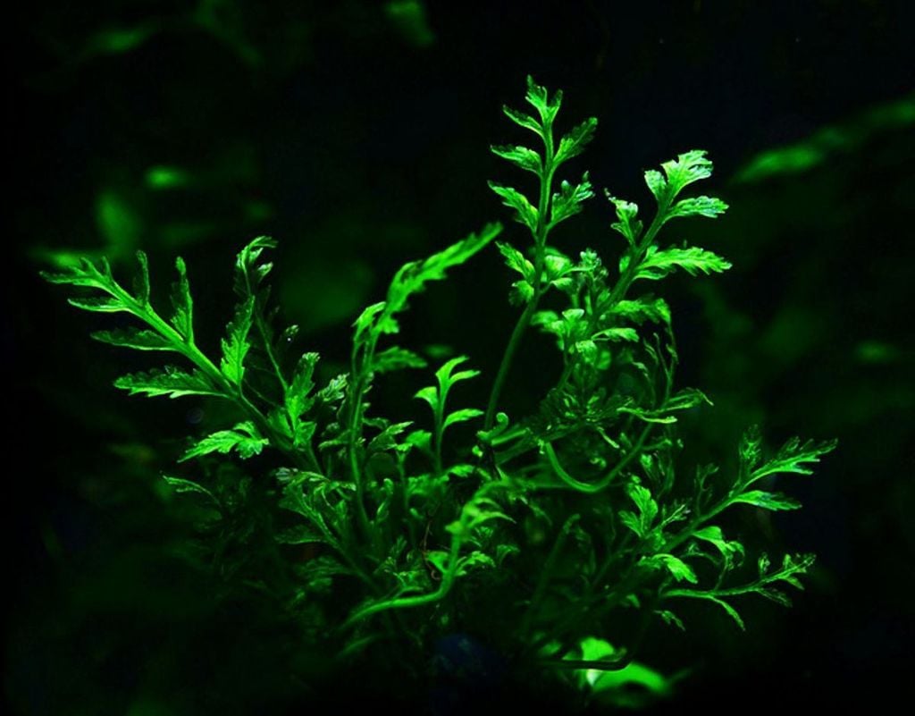 Bolbitis Heudelotii | Vũ Điệu Lá Dương Xỉ Trong Bể Terrarium