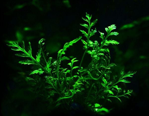 Bolbitis Heudelotii | Vũ Điệu Lá Dương Xỉ Trong Bể Terrarium