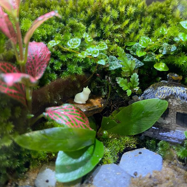 Góc Xanh Nhỏ, Cảm Hứng To – Terrarium Bàn Làm Việc Cho Người Sáng Tạo