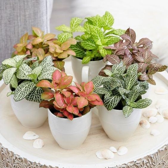 Cây Fittonia |Nét Chấm Phá Rực Rỡ Trong Thế Giới Terrarium
