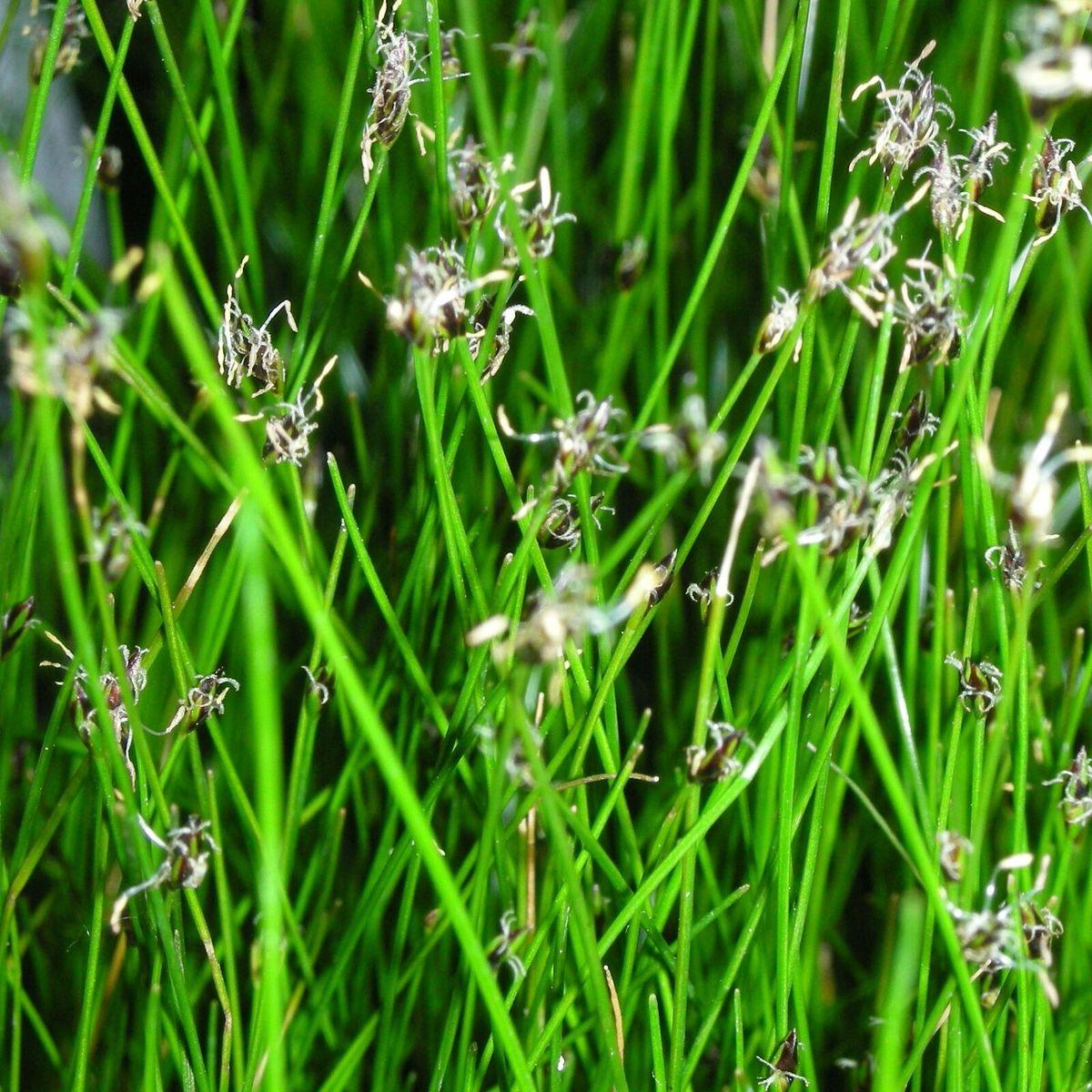 Ngưu Mao Chiên Mini | Thảm Xanh Thu Nhỏ Cho Bể Terrarium