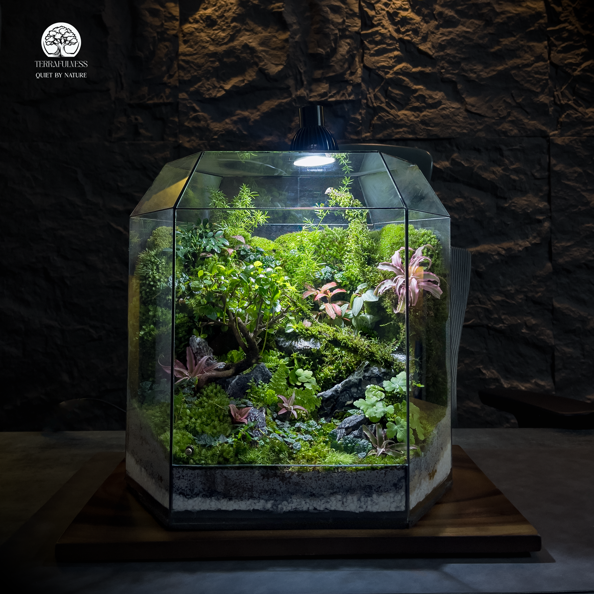 Khi Nào Cần Mở Nắp Terrarium? Câu Hỏi Tưởng Dễ Mà Nhiều Người Sai