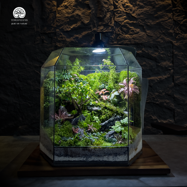 Khi Nào Cần Mở Nắp Terrarium? Câu Hỏi Tưởng Dễ Mà Nhiều Người Sai