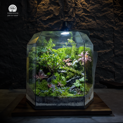 Khi Nào Cần Mở Nắp Terrarium? Câu Hỏi Tưởng Dễ Mà Nhiều Người Sai