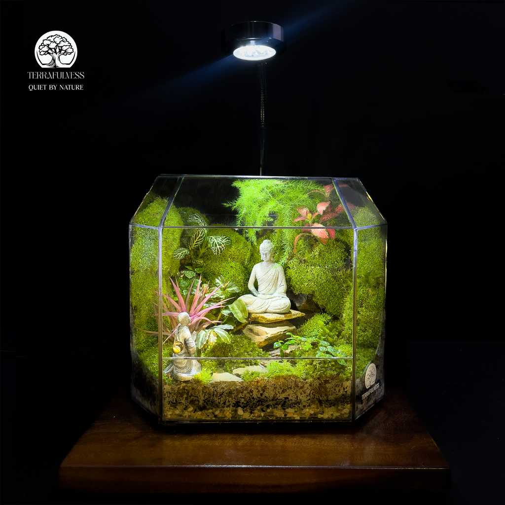 Cây Cảnh Phong Thủy Cho Terrarium Theo Các Mệnh Hút Tài Lộc, Cân Bằng Năng Lượng
