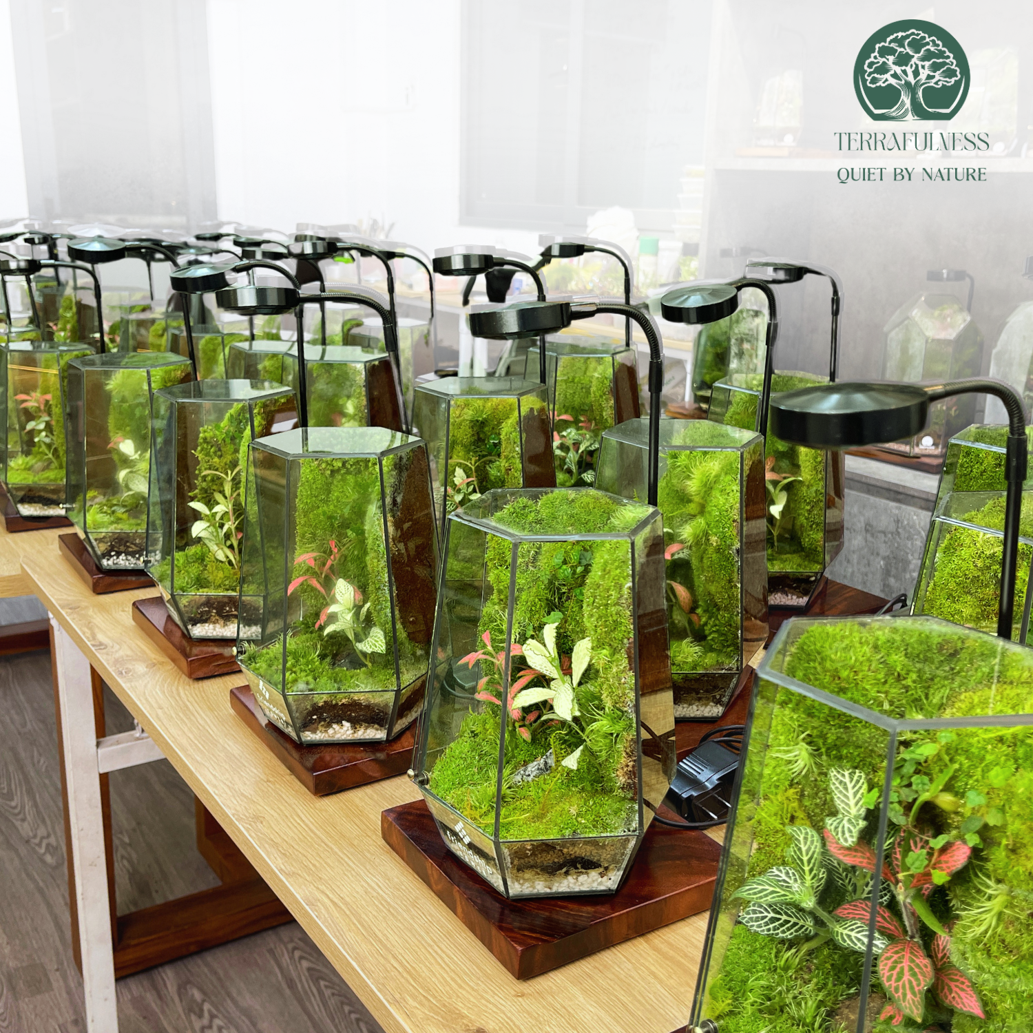 Terrarium – Đột Phá Quà Tặng Doanh Nghiệp Với Giá Trị Sinh Thái Và Sự Tinh Tế Lâu Dài